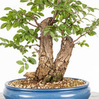 Bonsai - Olmo Nire (Ulmus parvifolia var. Nire Keyaki)