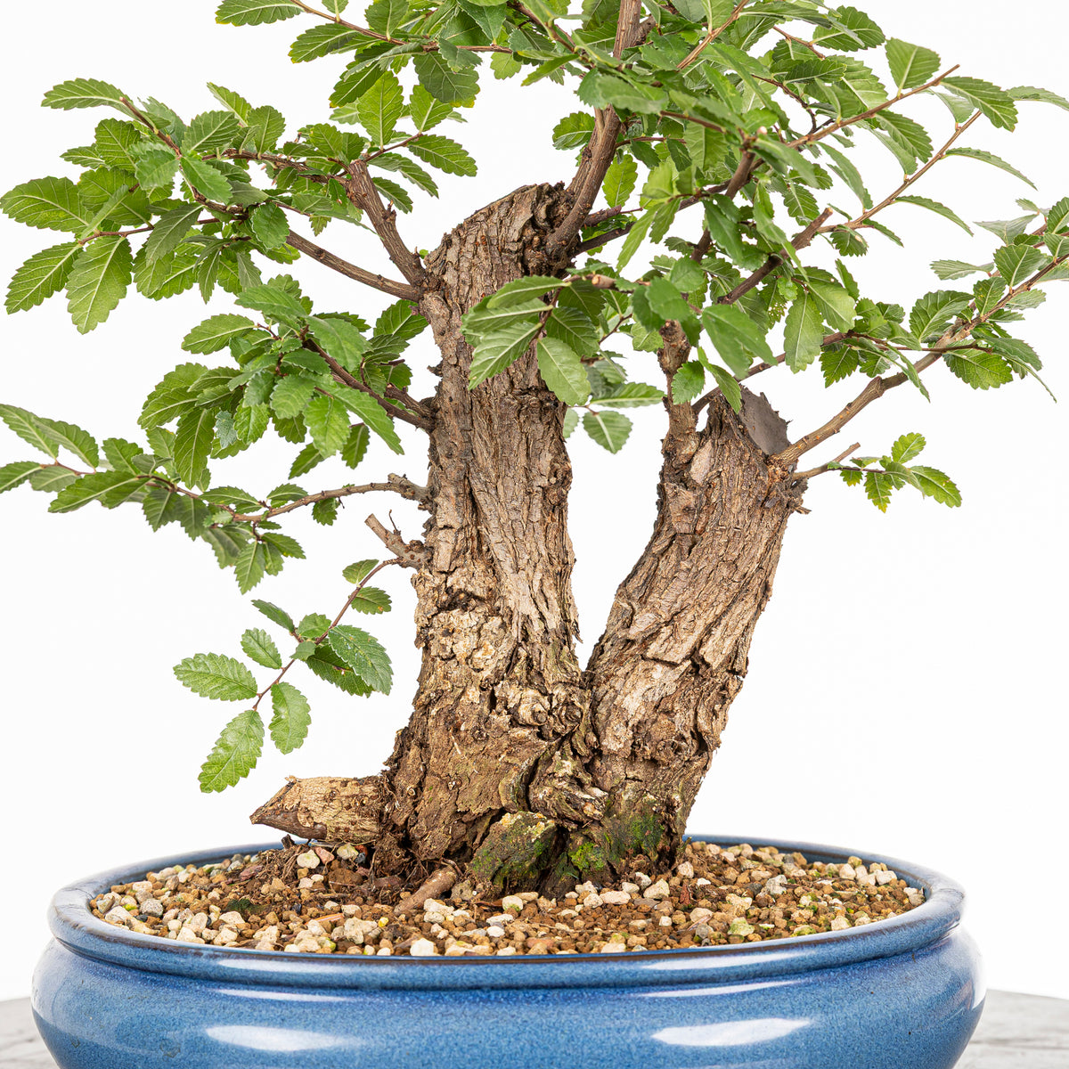 Bonsai - Olmo Nire (Ulmus parvifolia var. Nire Keyaki)