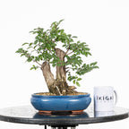 Bonsai - Olmo Nire (Ulmus parvifolia var. Nire Keyaki)