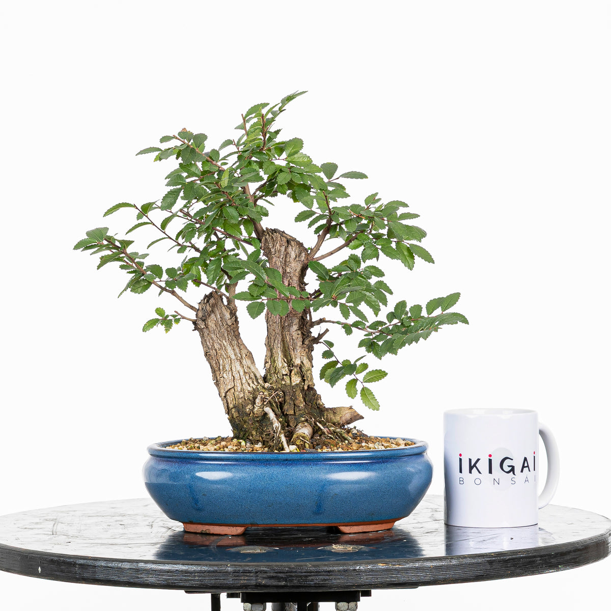 Bonsai - Olmo Nire (Ulmus parvifolia var. Nire Keyaki)