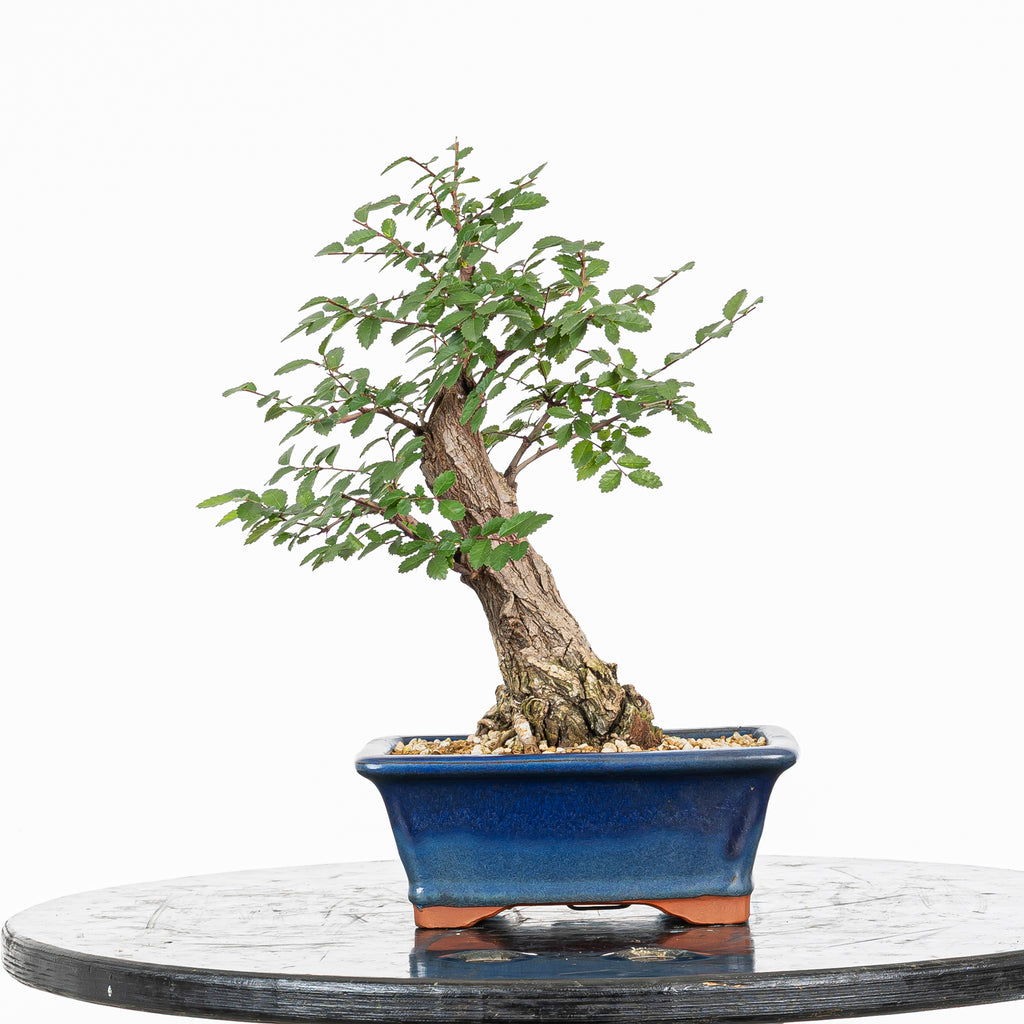Bonsai - Olmo Nire (Ulmus parvifolia var. Nire Keyaki) - UPN10002