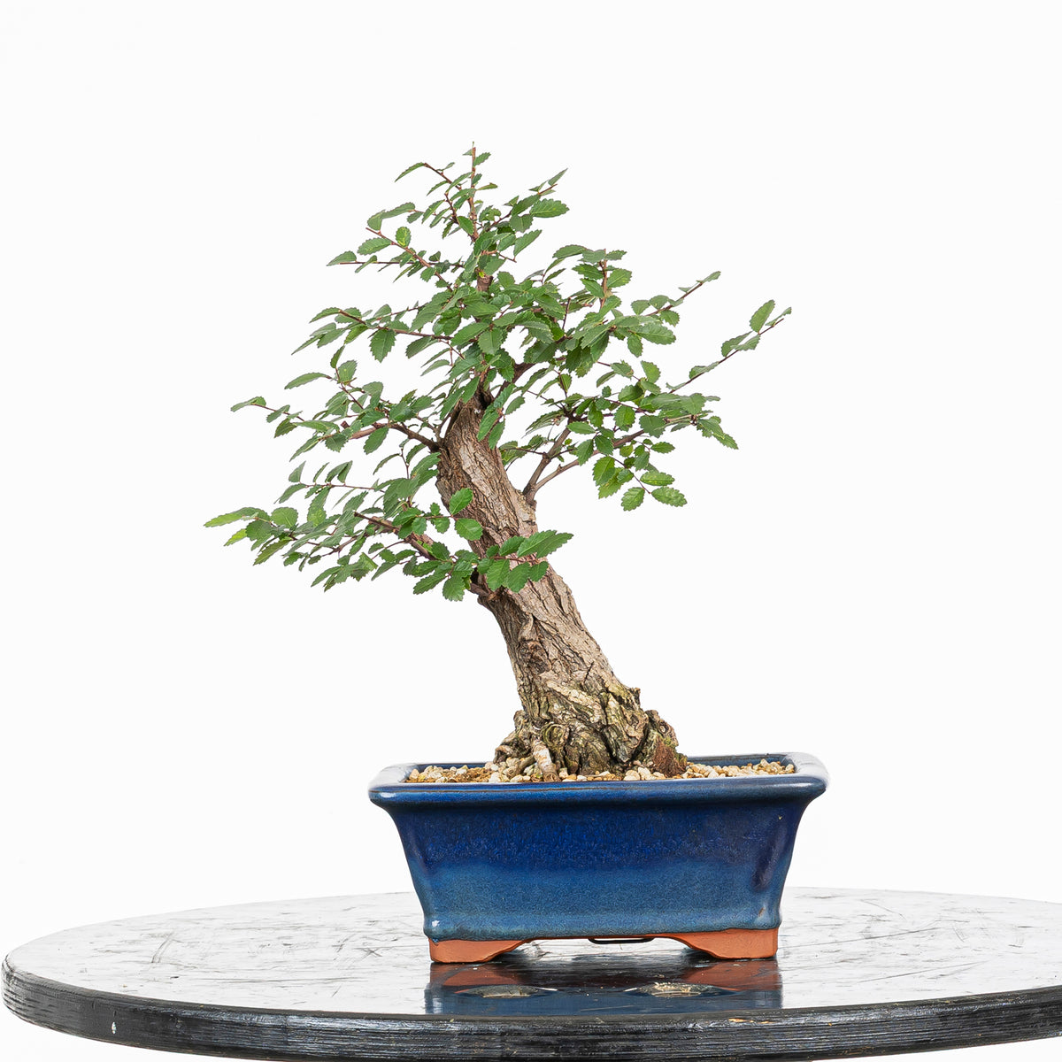 Bonsai - Olmo Nire (Ulmus parvifolia var. Nire Keyaki) - UPN10002