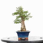 Bonsai - Olmo Nire (Ulmus parvifolia var. Nire Keyaki) - UPN10002