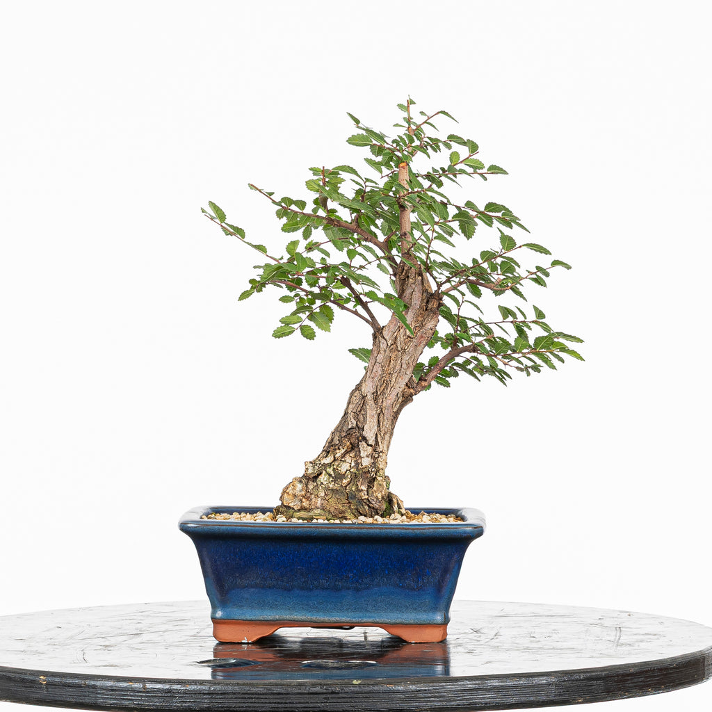 Bonsai - Olmo Nire (Ulmus parvifolia var. Nire Keyaki) - UPN10002