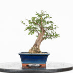 Bonsai - Olmo Nire (Ulmus parvifolia var. Nire Keyaki) - UPN10002