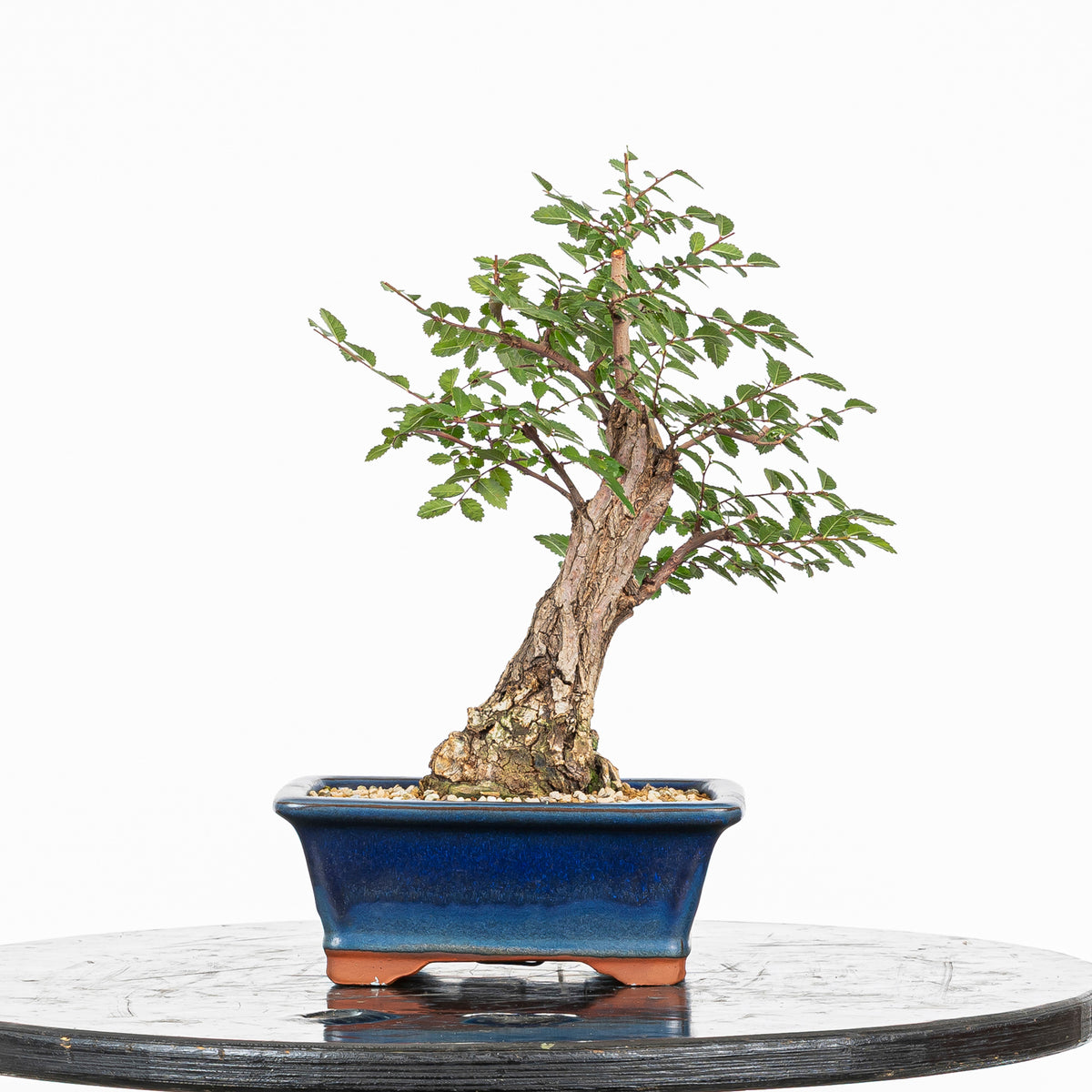Bonsai - Olmo Nire (Ulmus parvifolia var. Nire Keyaki) - UPN10002