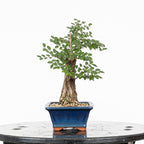 Bonsai - Olmo Nire (Ulmus parvifolia var. Nire Keyaki) - UPN10002