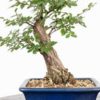 Bonsai - Olmo Nire (Ulmus parvifolia var. Nire Keyaki) - UPN10002