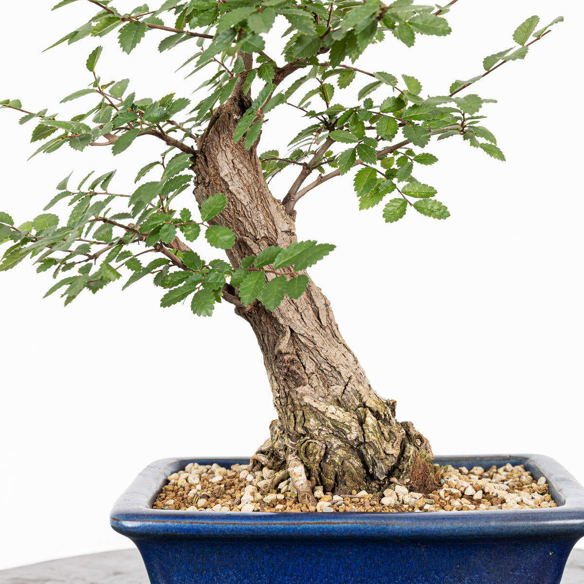 Bonsai - Olmo Nire (Ulmus parvifolia var. Nire Keyaki) - UPN10002