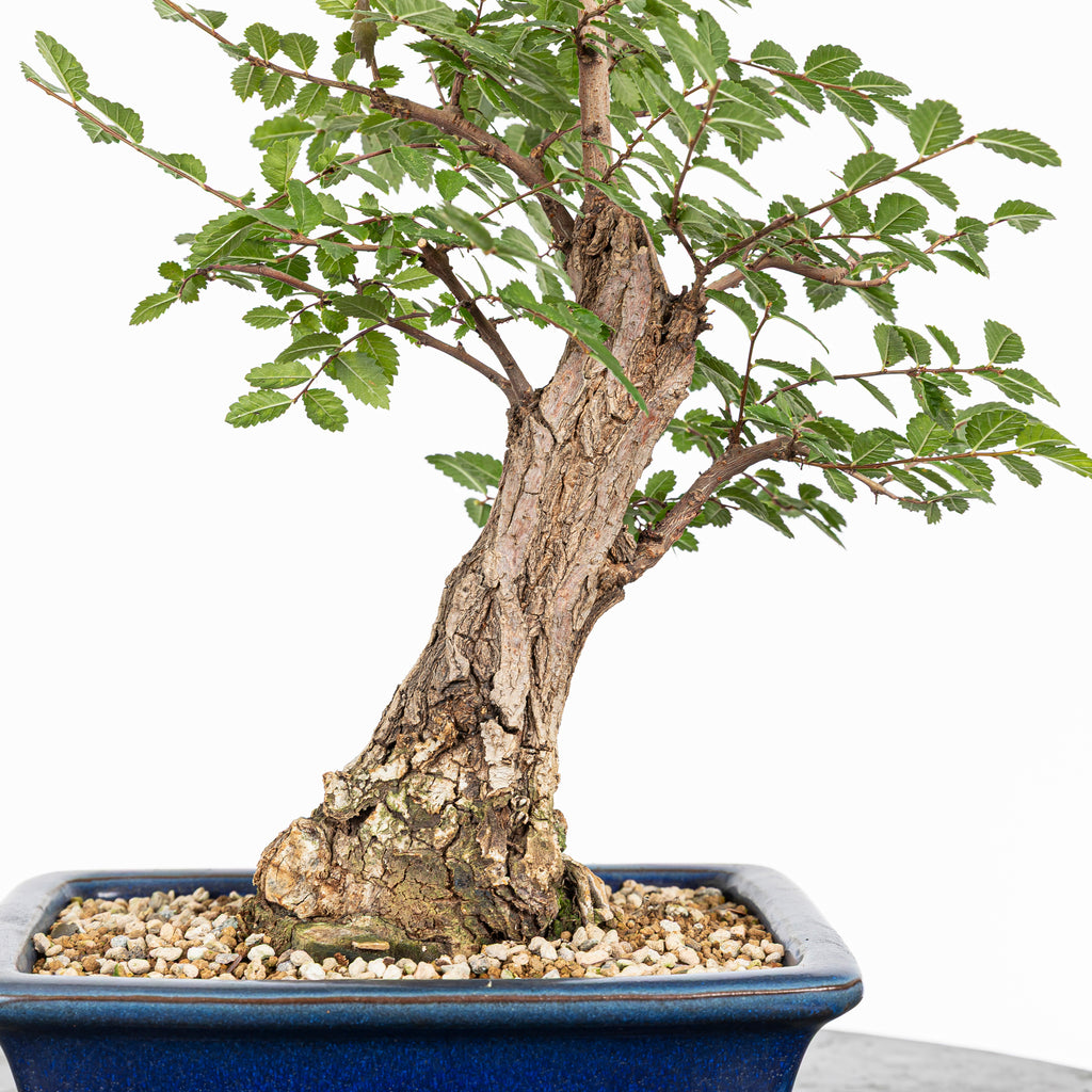 Bonsai - Olmo Nire (Ulmus parvifolia var. Nire Keyaki) - UPN10002