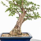 Bonsai - Olmo Nire (Ulmus parvifolia var. Nire Keyaki) - UPN10002