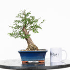 Bonsai - Olmo Nire (Ulmus parvifolia var. Nire Keyaki) - UPN10002