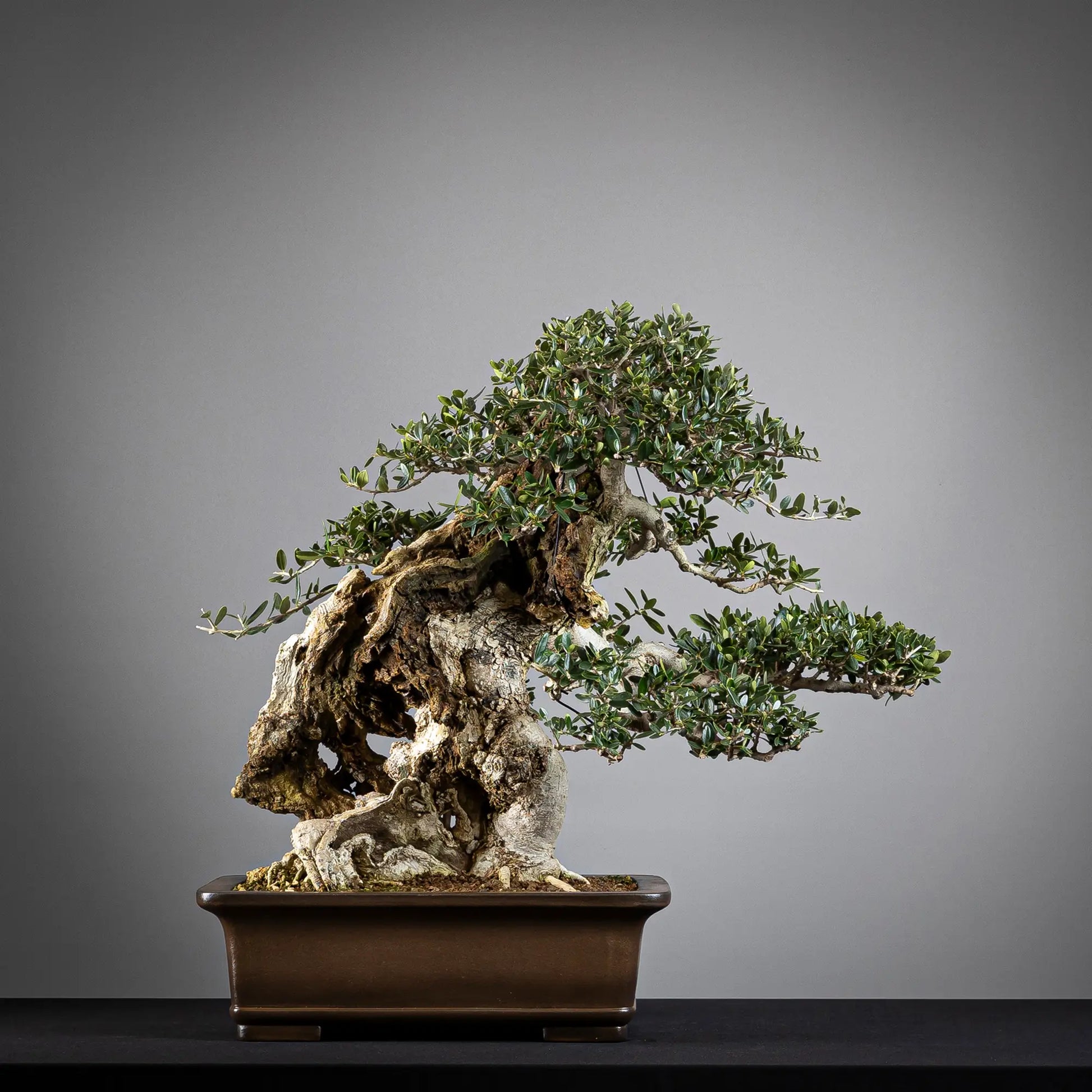 Frente de bonsai yamadori de Olea europea sylvestris en maceta japonesa sanpo. Bonsai de tamaño dai y estilo moyogi.
