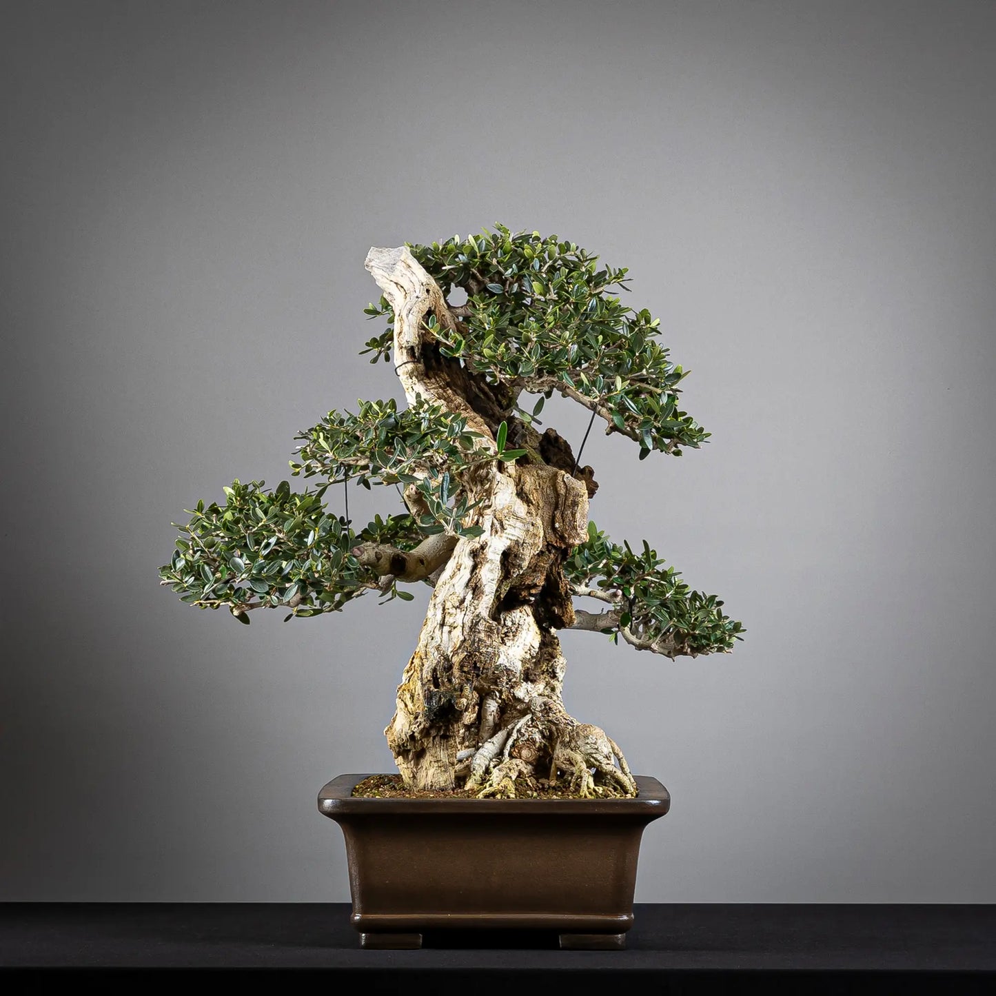 Cara derecha de bonsai de acebuche