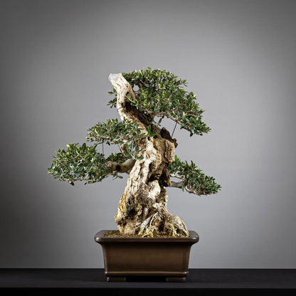 Cara derecha de bonsai de acebuche