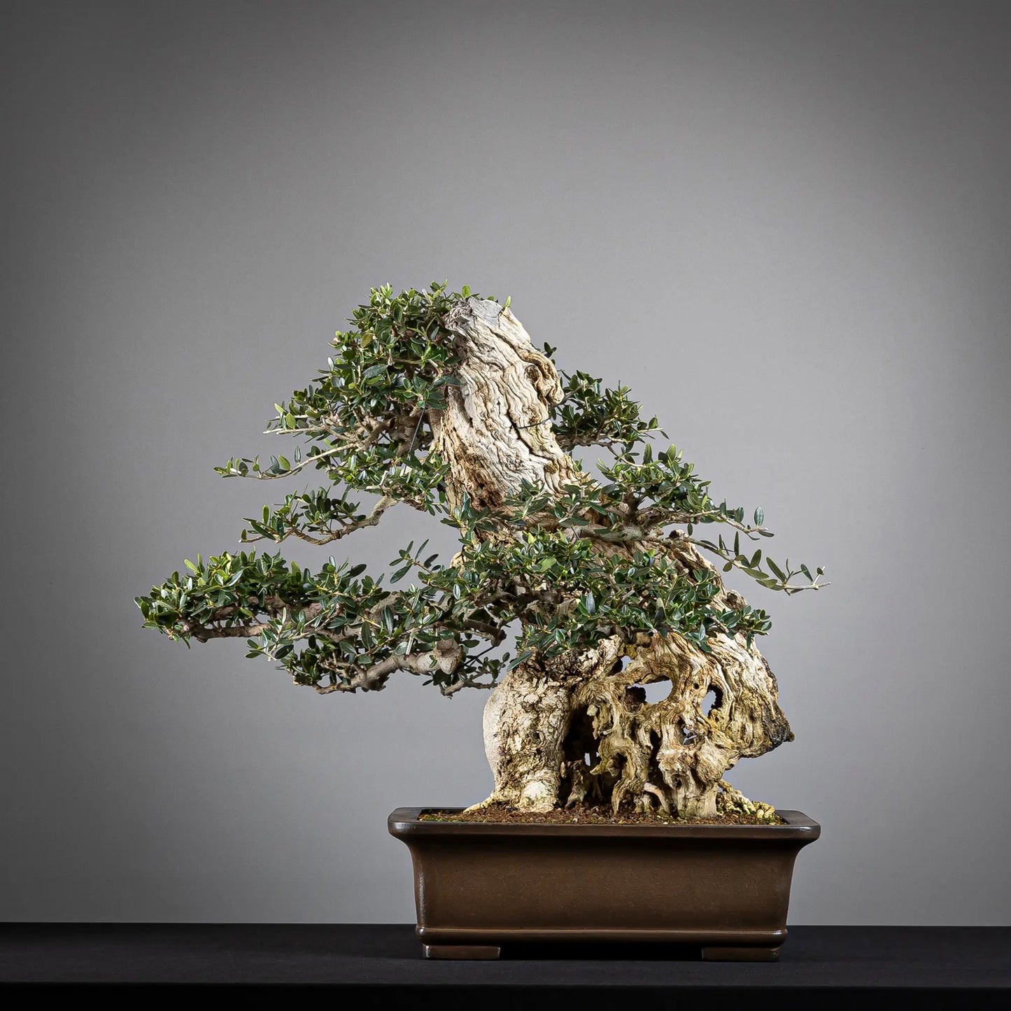 Cara trasera de bonsai de acebuche