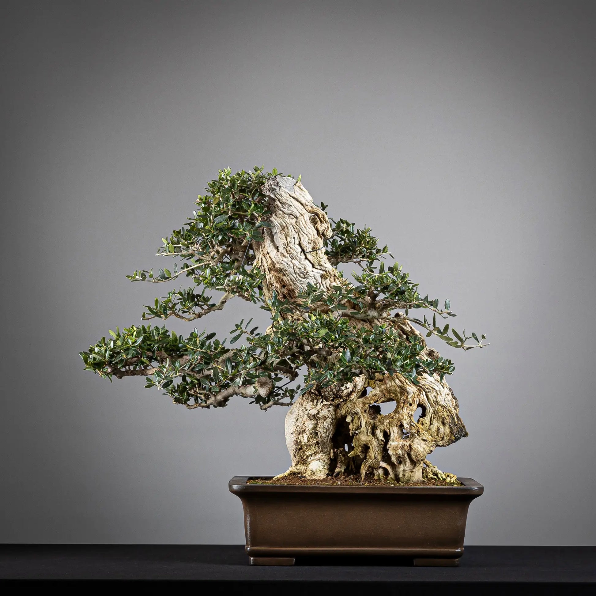 Cara trasera de bonsai de acebuche