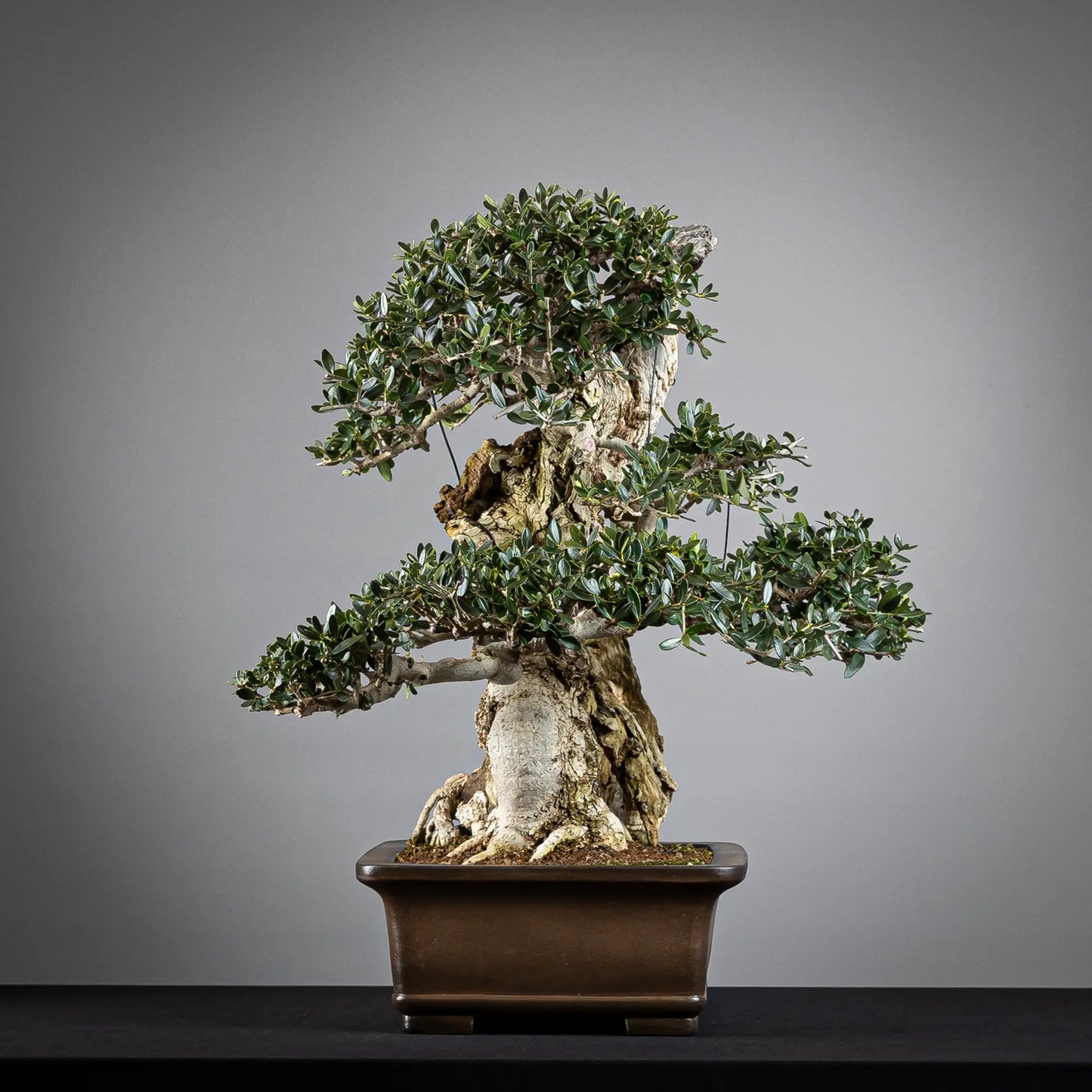 Cara izquierda de bonsai de acebuche