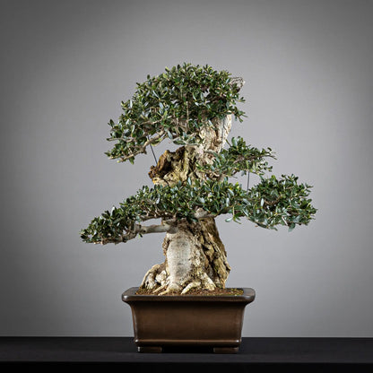 Cara izquierda de bonsai de acebuche