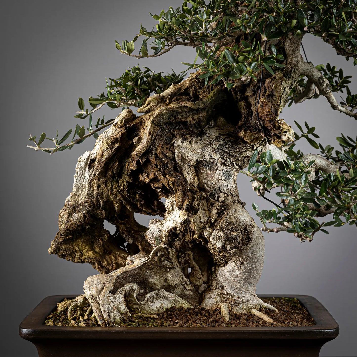 Detalle de shari, nebari y tronco de olea europea bonsai
