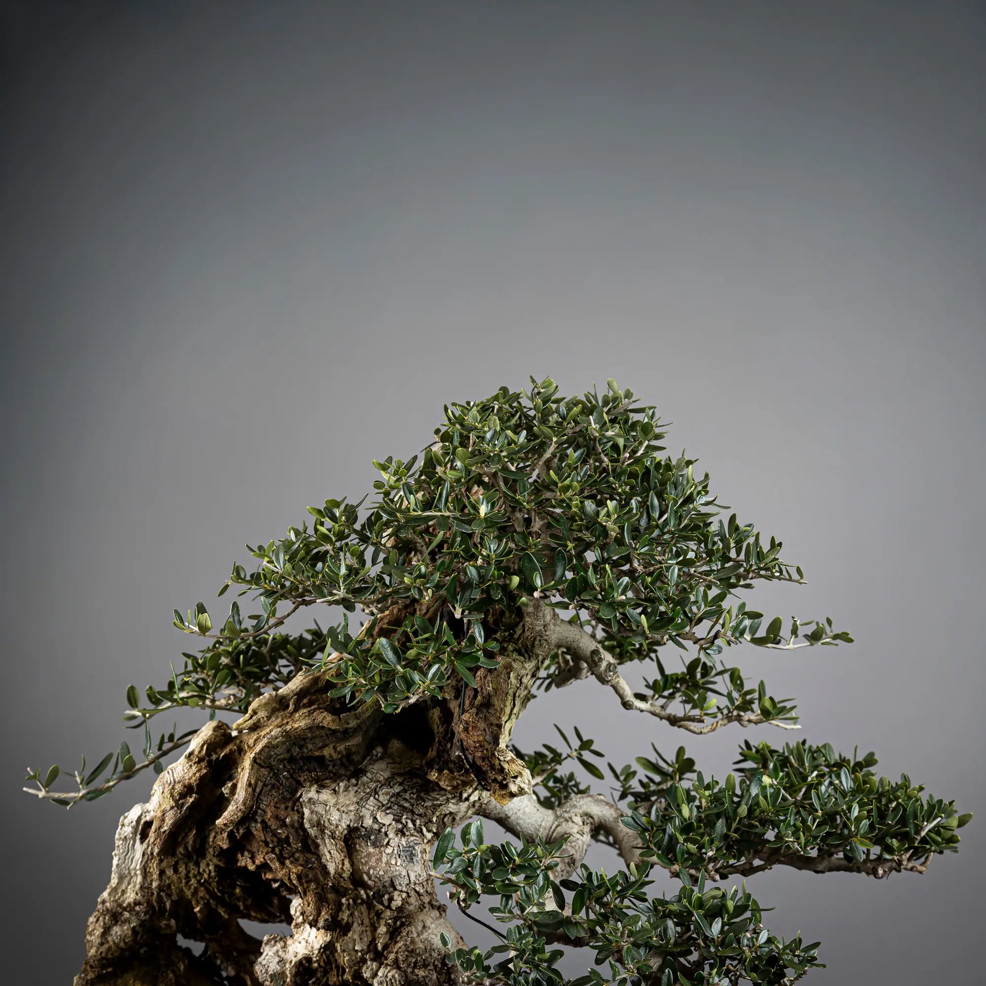 Detalle de apice de bonsai de olivo