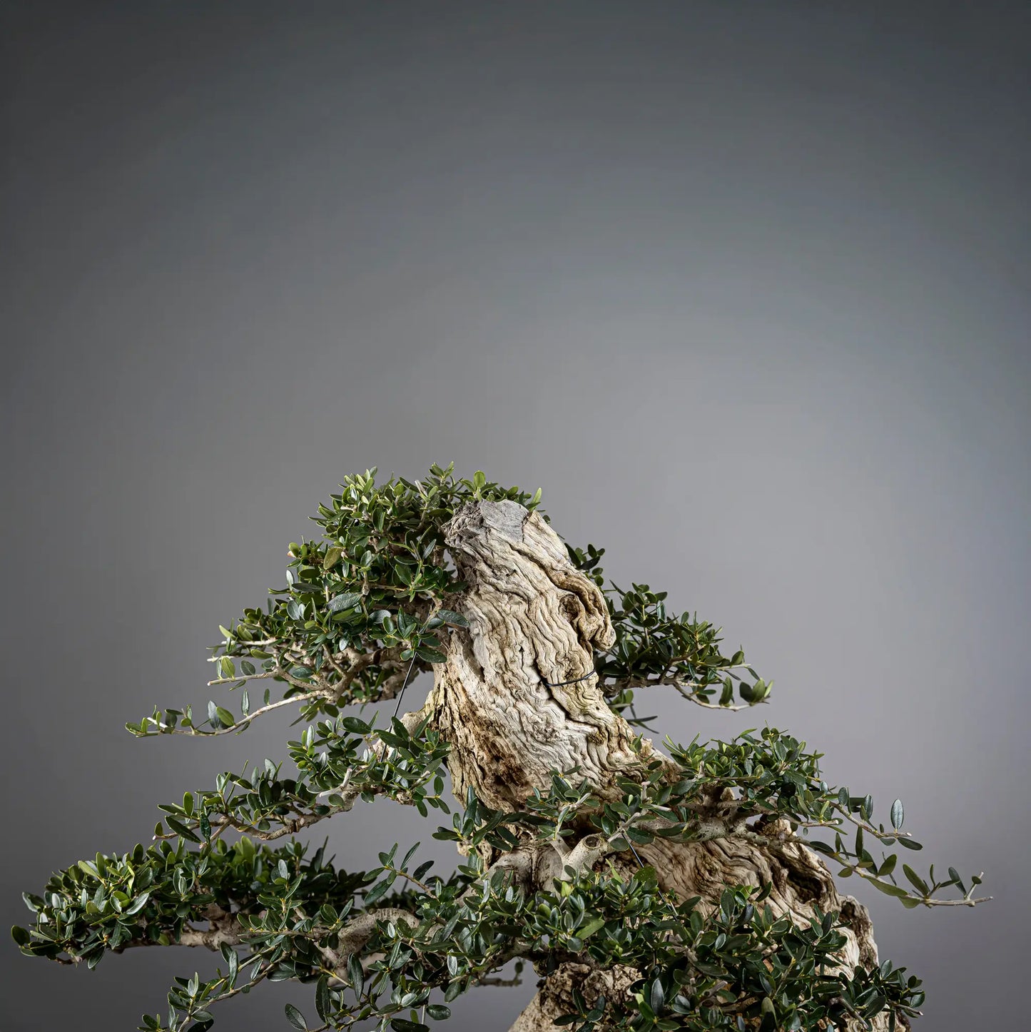 Detalle de apice lado derecho y shari