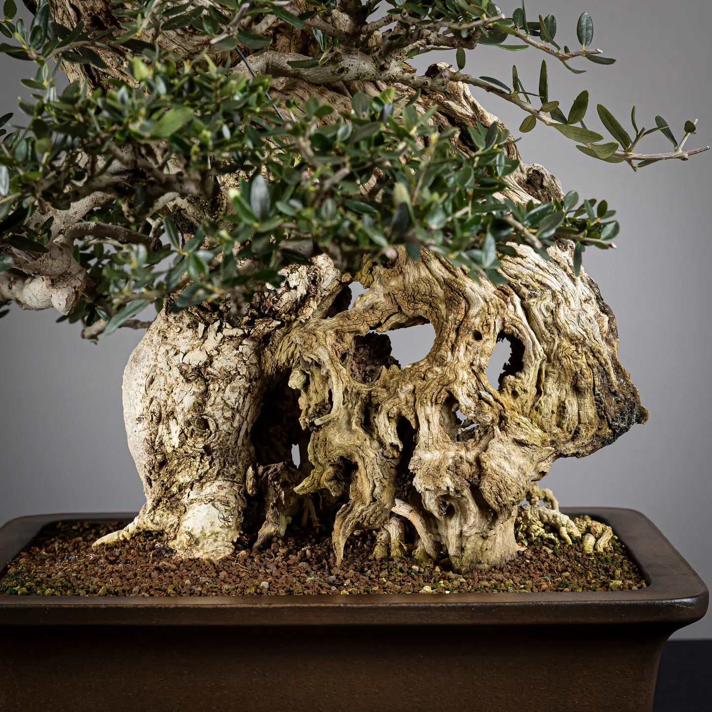 Detalle trasero de shari y nebari