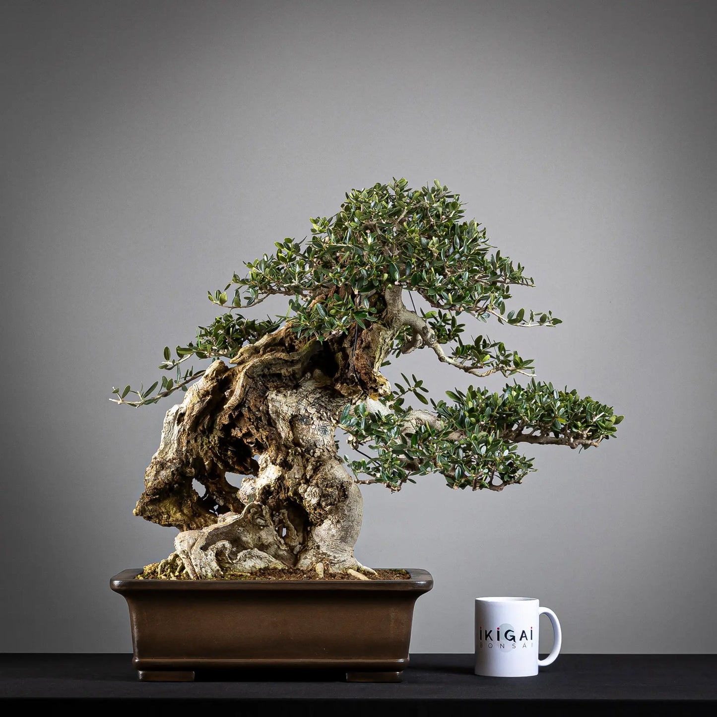 Comparativa de tamaño de bonsai de olea europea sylvestris de tamaño dai con una taza de café de la tienda ikigai bonsái.