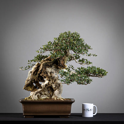 Comparativa de tamaño de bonsai de olea europea sylvestris de tamaño dai con una taza de café de la tienda ikigai bonsái.