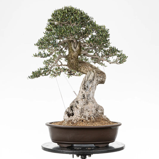 Bonsai yamadori de Olea europea silvestris en tamaño dai y estilo moyogi