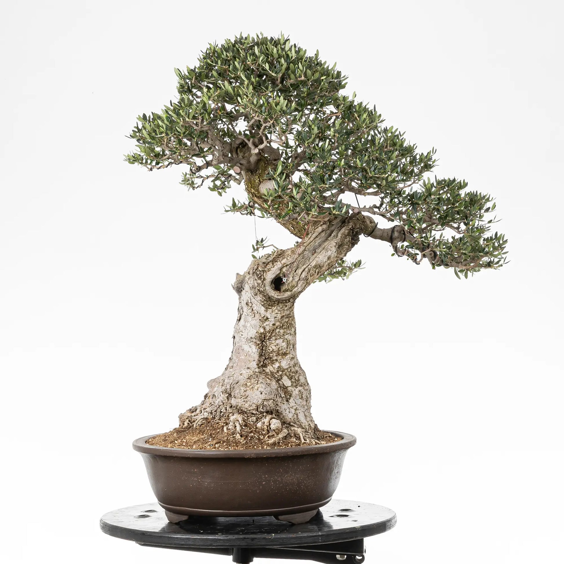 Cara derecha de acebuche