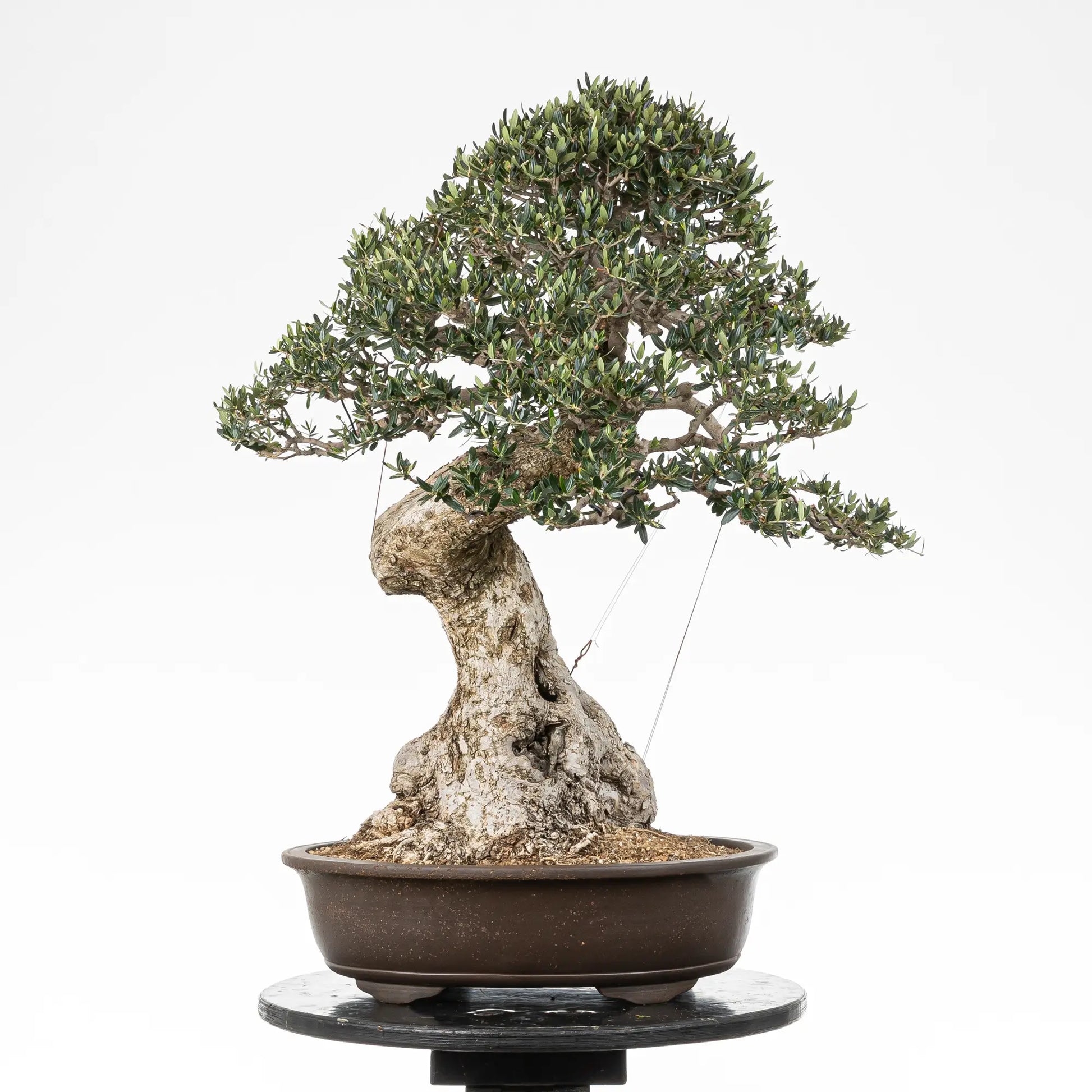 Cara trasera de acebuche