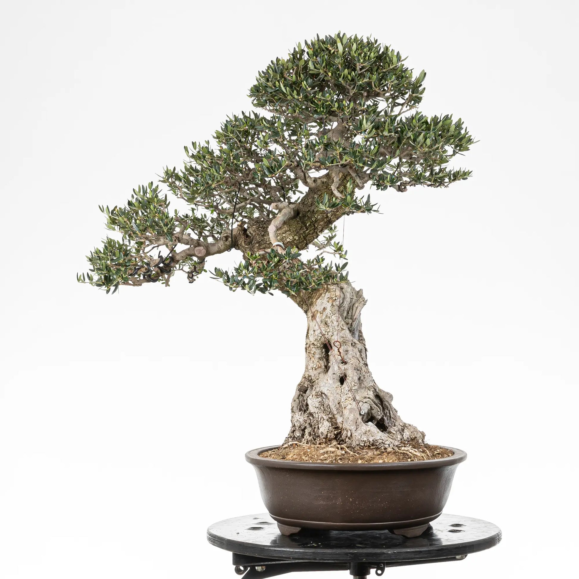 Cara izquierda de acebuche