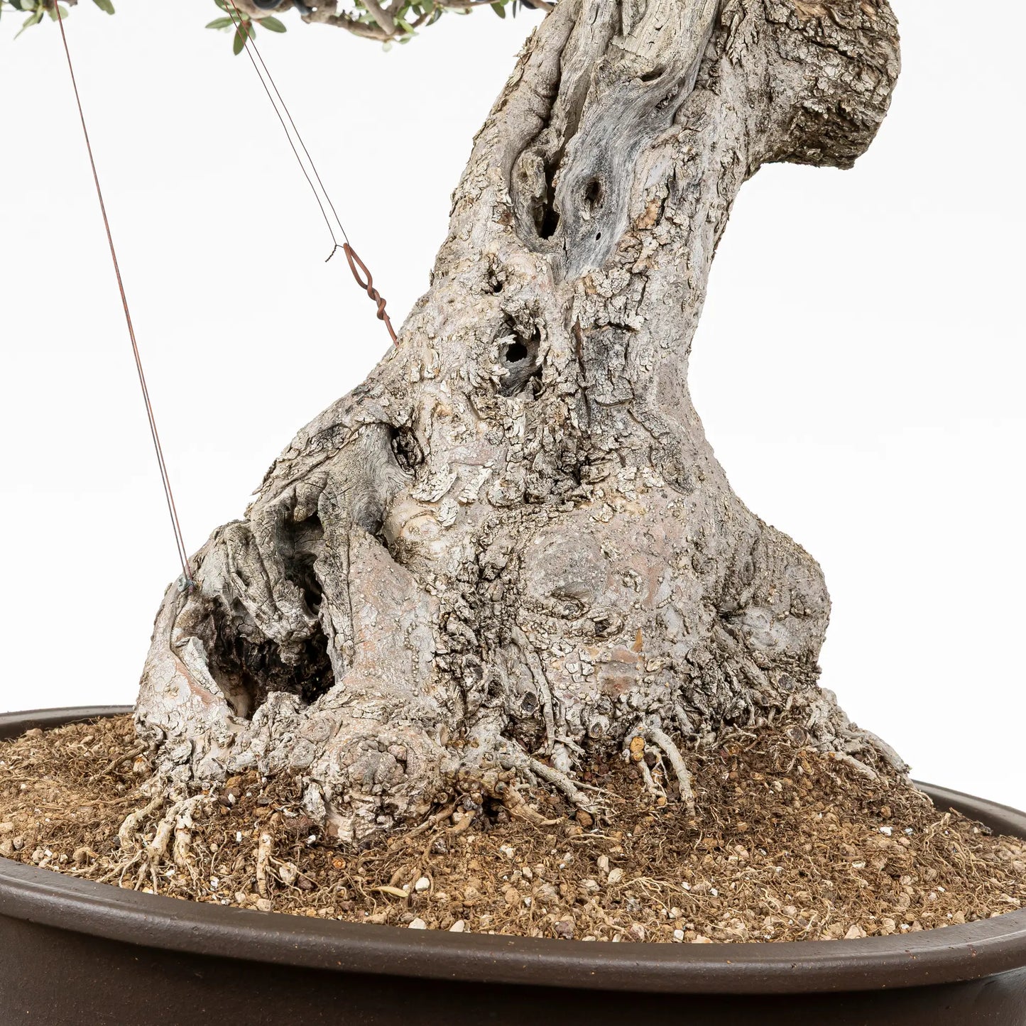 Detalle de nebari de bonsai de acebuche