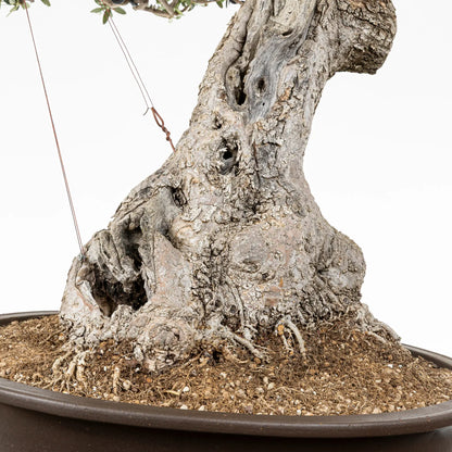 Detalle de nebari de bonsai de acebuche