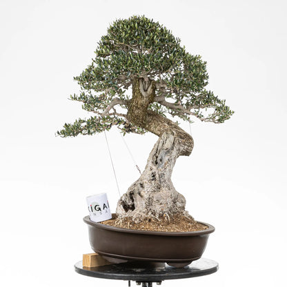 Comparativa de tamaño de un bonsai de olivo con una taza de café de la tienda ikigai bonsai