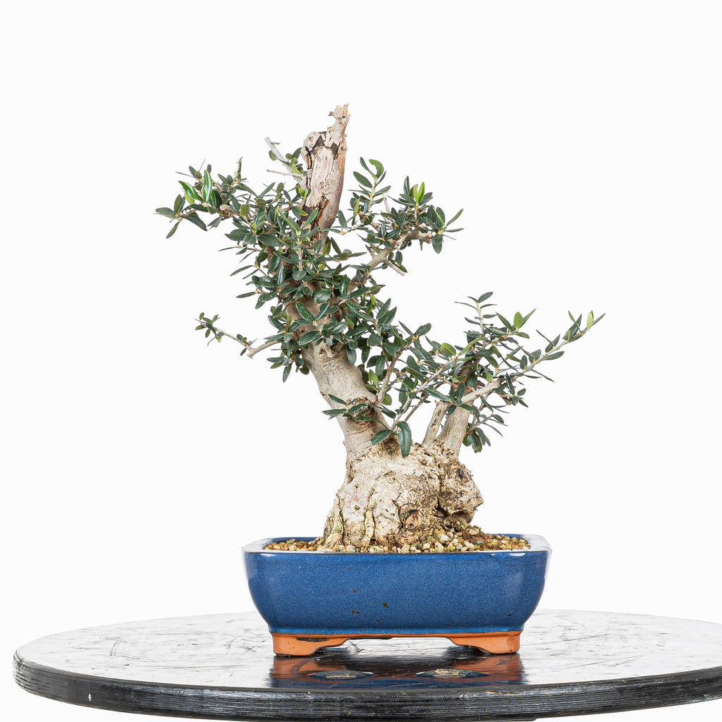 Bonsái - Acebuche (Olea europaea var. sylvestris) - OES10008