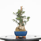 Bonsái - Acebuche (Olea europaea var. sylvestris) - OES10008