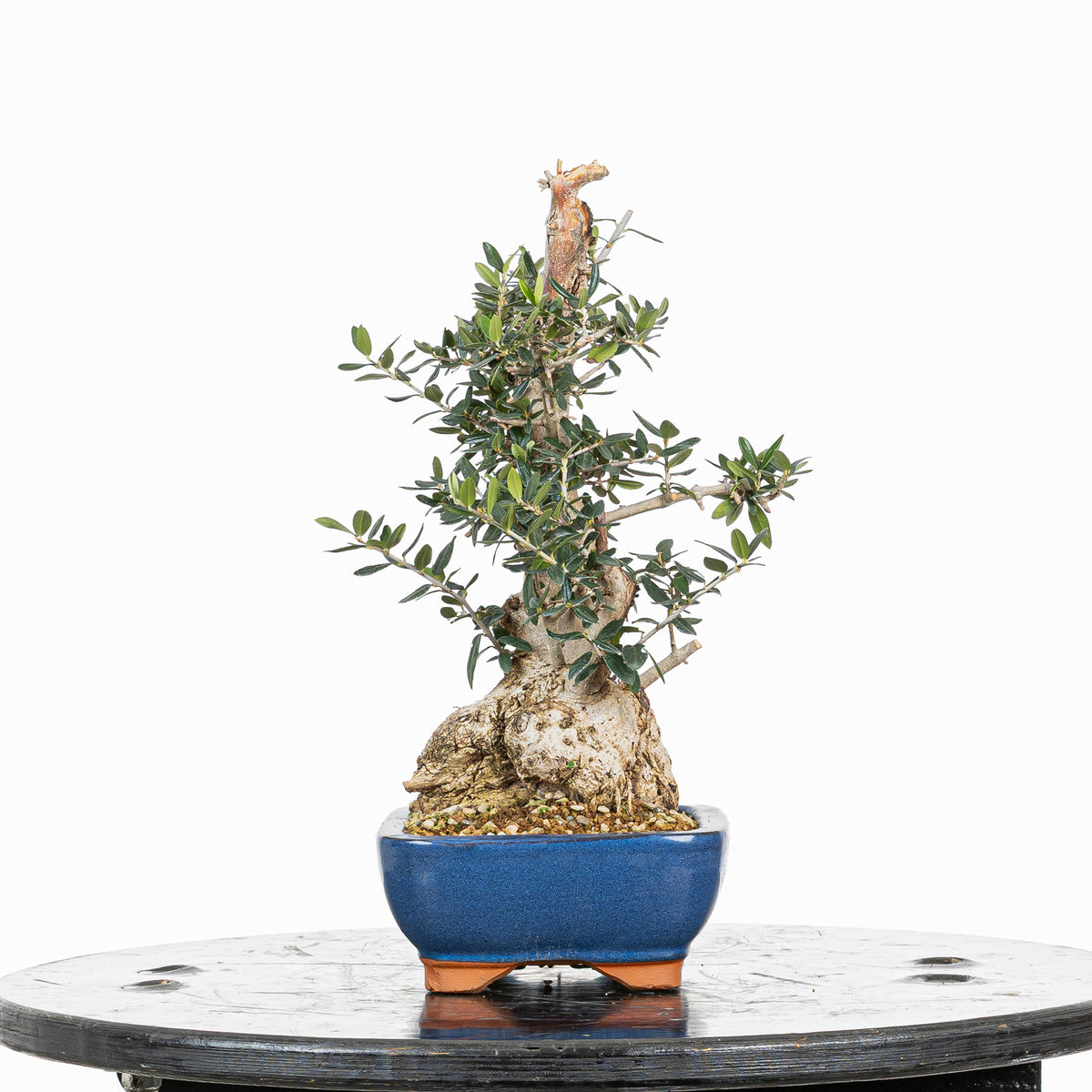 Bonsái - Acebuche (Olea europaea var. sylvestris) - OES10008