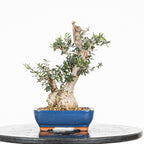 Bonsái - Acebuche (Olea europaea var. sylvestris) - OES10008