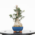 Bonsái - Acebuche (Olea europaea var. sylvestris) - OES10008