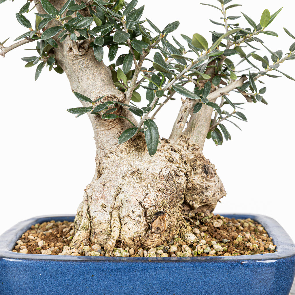 Bonsái - Acebuche (Olea europaea var. sylvestris) - OES10008