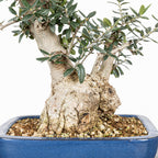 Bonsái - Acebuche (Olea europaea var. sylvestris) - OES10008