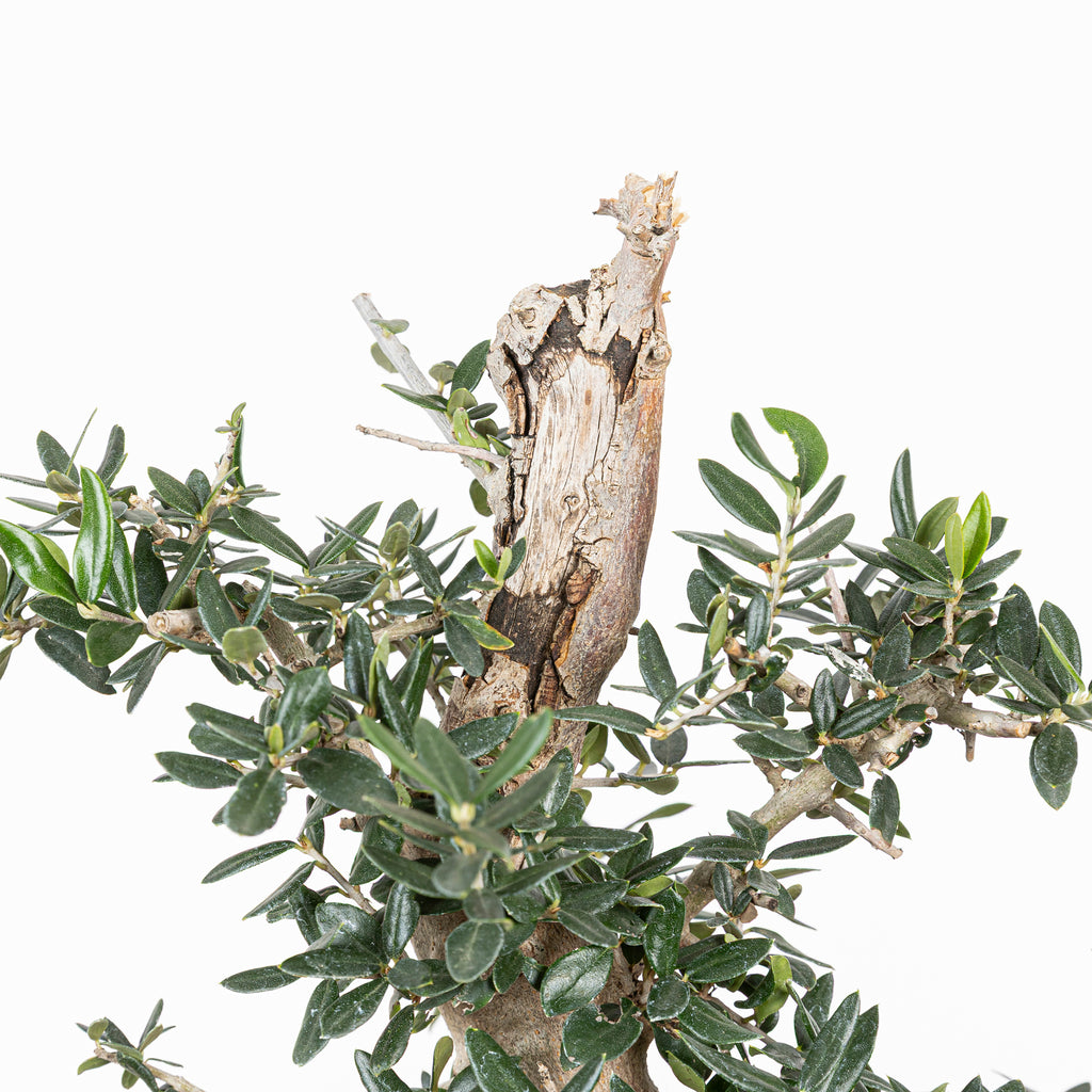 Bonsái - Acebuche (Olea europaea var. sylvestris) - OES10008