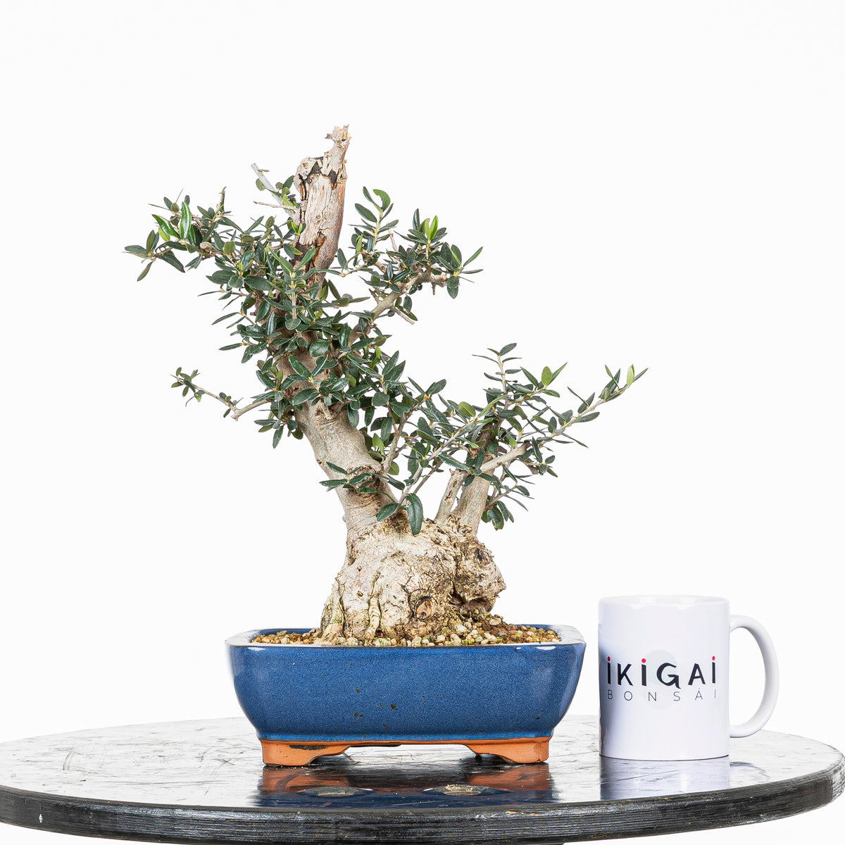 Bonsái - Acebuche (Olea europaea var. sylvestris) - OES10008