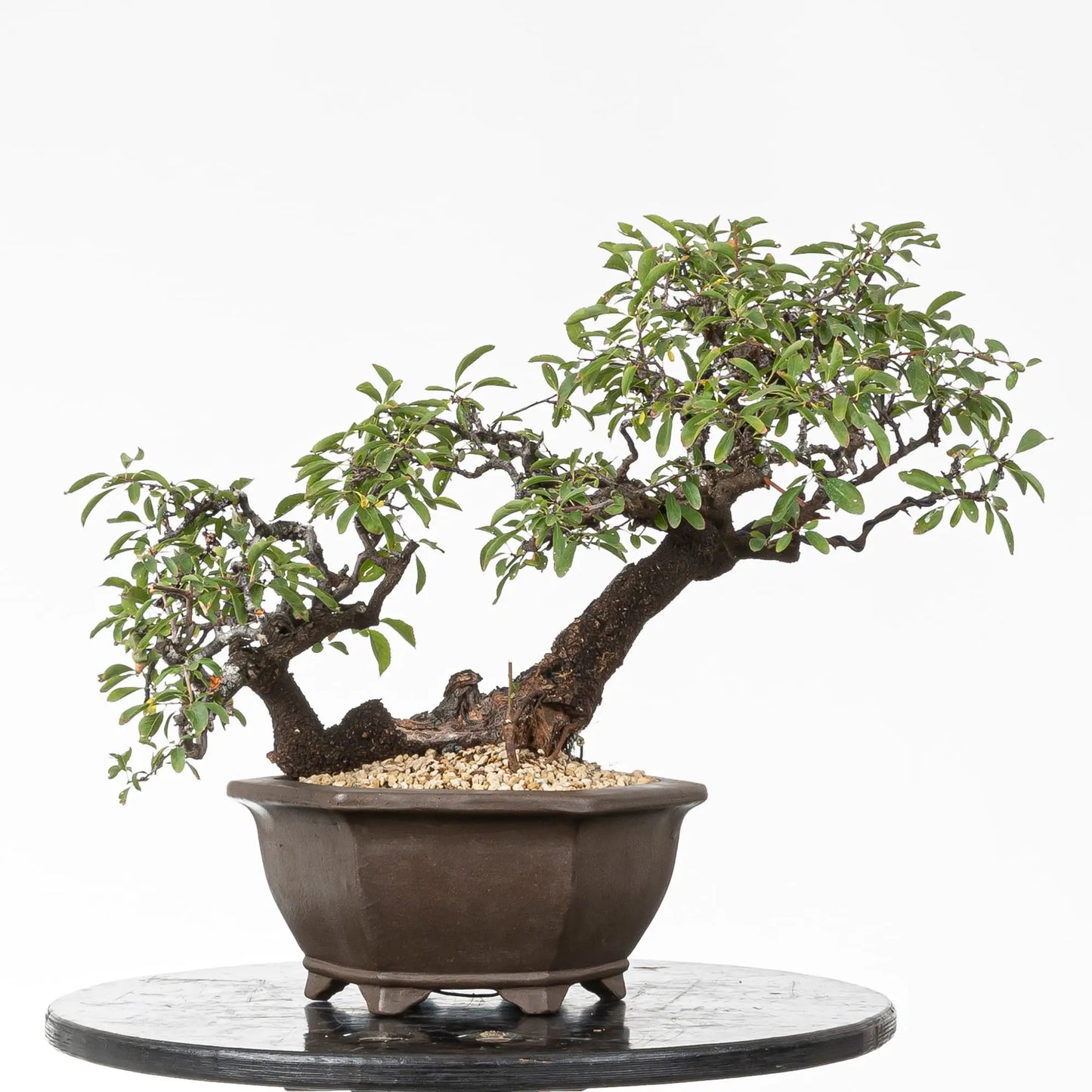 Bonsai yamadori de prunus spinosa estilo doble tronco tamaño kifu