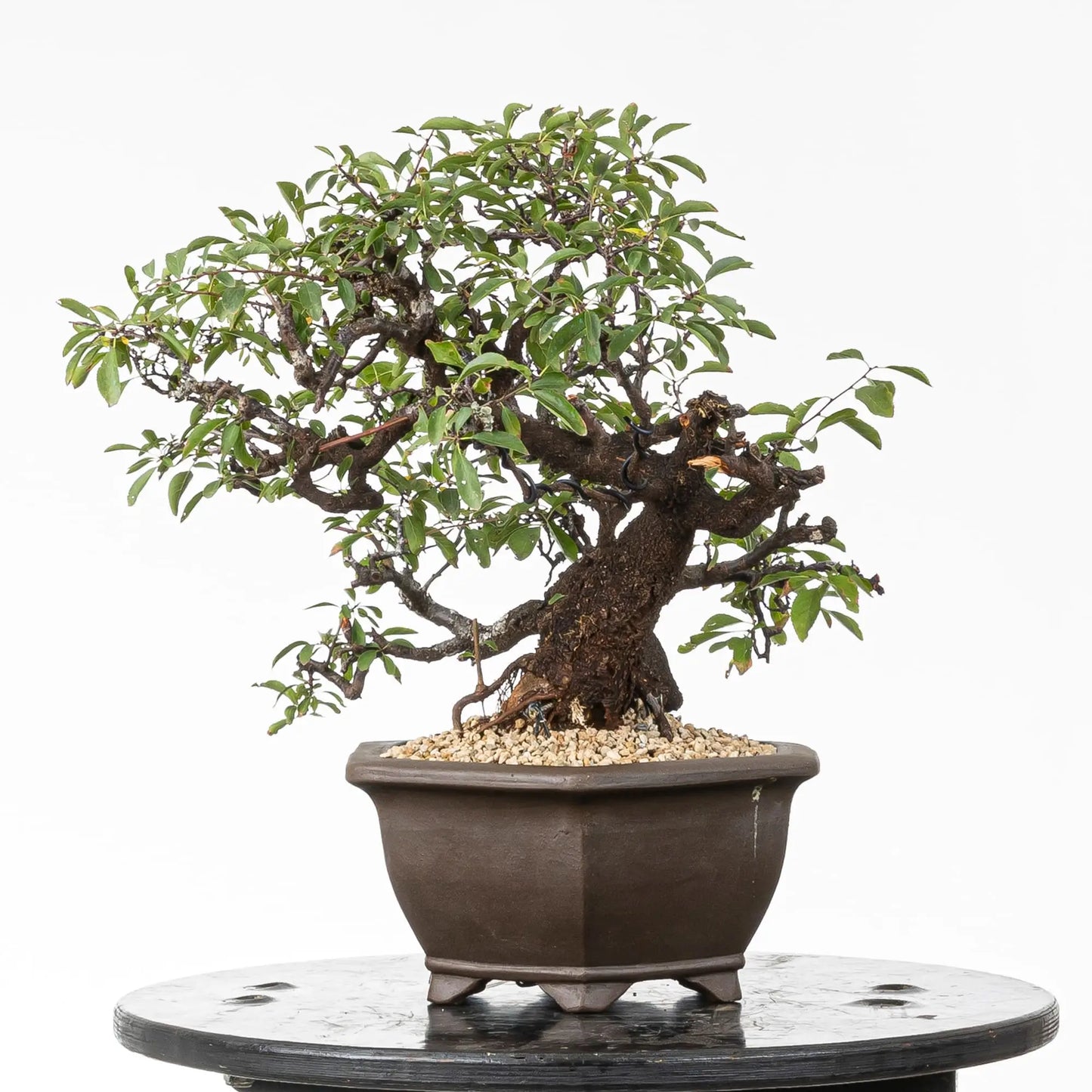 Cara izquierda de bonsai de espino