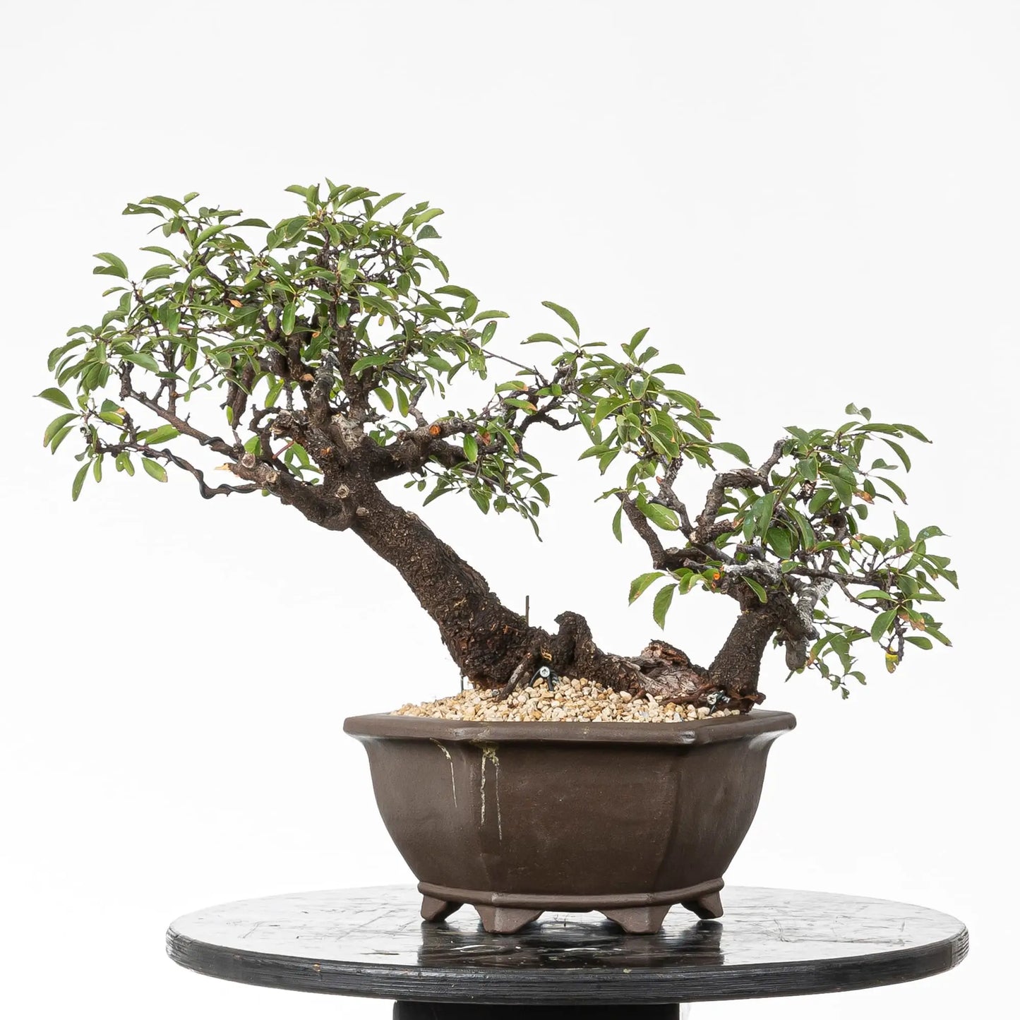Cara trasera de bonsai de espino