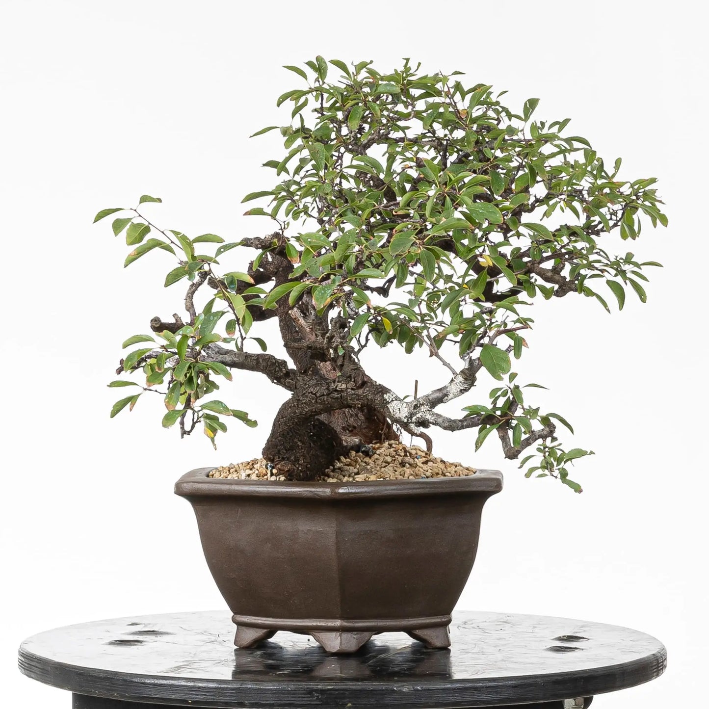 Cara derecha de bonsai de espino