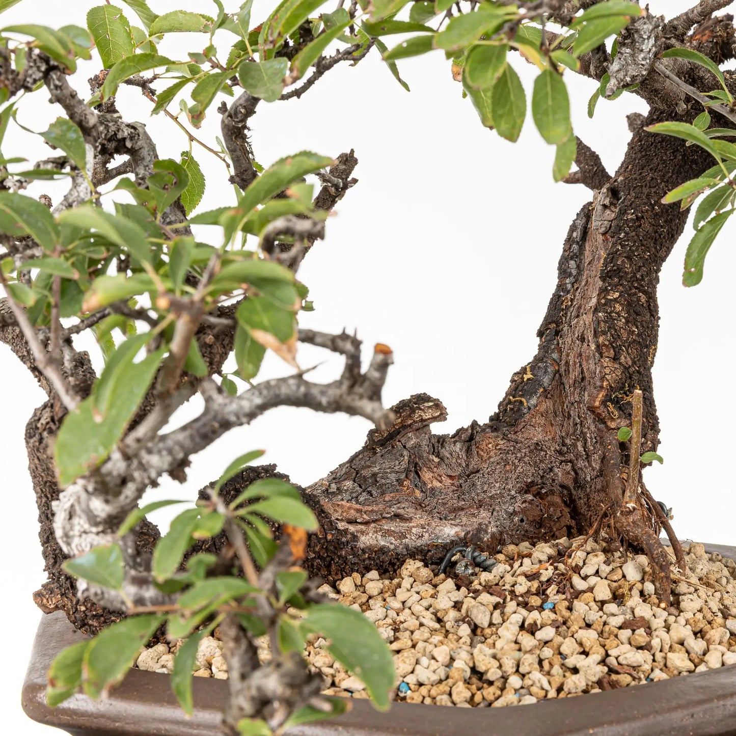 Detalle de shari de bonsai de prunus spinosa